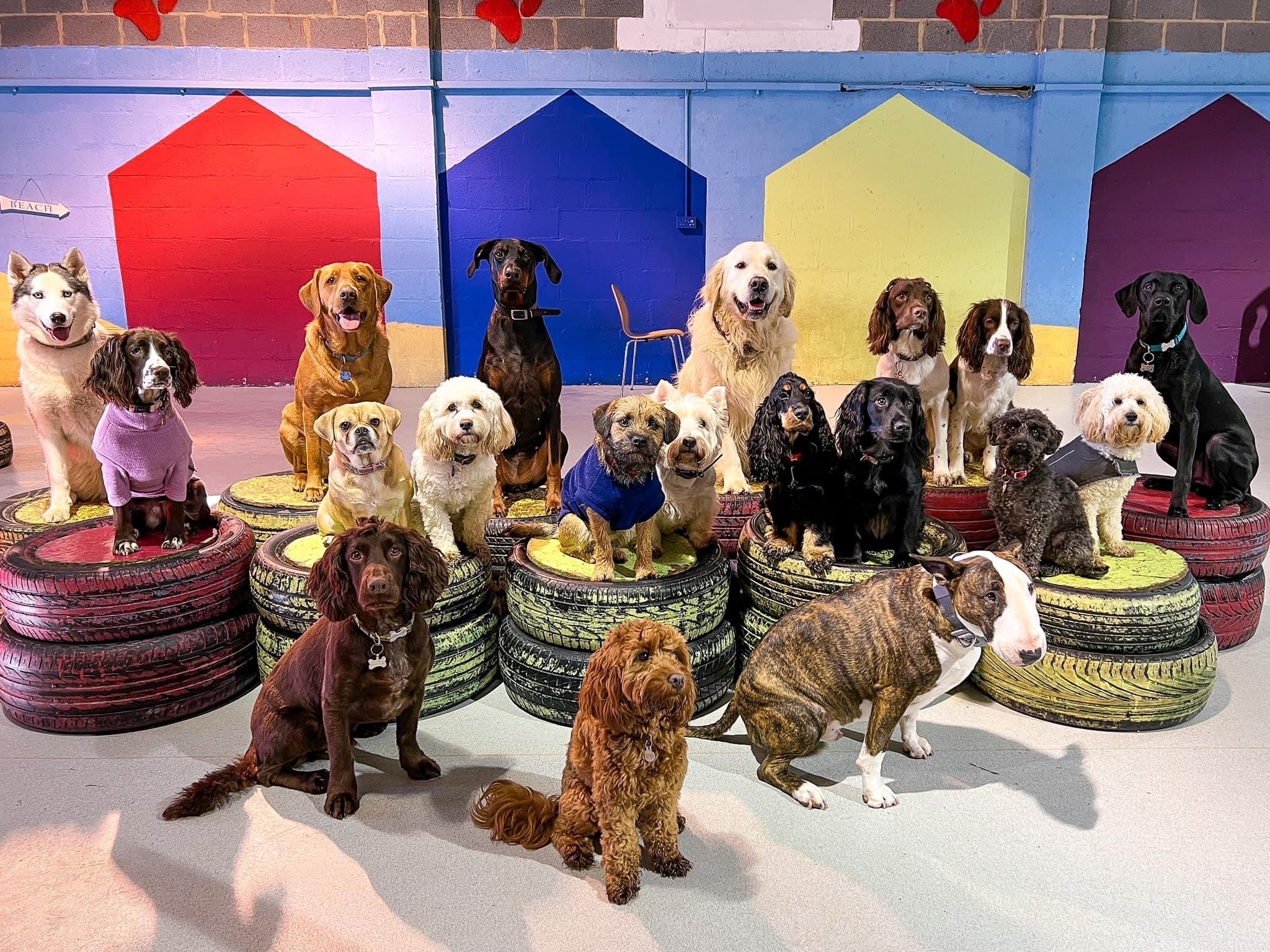 LK9 Pet Services Dog daycare & Training in Northumberland